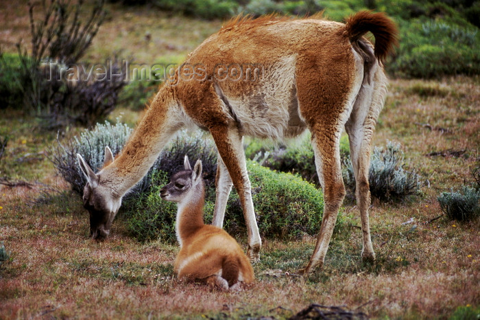 chile276: Torres del Paine National Park, Magallanes region, Chile: female guanaco with her baby in the steppe - Lama guanicoe - Chilean Patagonia - photo by C.Lovell - (c) Travel-Images.com - Stock Photography agency - Image Bank