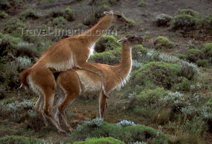 chile277: Torres del Paine National Park, Magallanes region, Chile: mating guanacos in the Patagonian steppe - Lama guanicoe copulating - photo by C.Lovell - (c) Travel-Images.com - Stock Photography agency - Image Bank