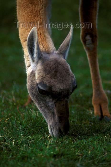 chile278: Torres del Paine National Park, Magallanes region, Chile: close-up of female guanaco grazing in the Patagonian steppe - Lama guanicoe - photo by C.Lovell - (c) Travel-Images.com - Stock Photography agency - Image Bank