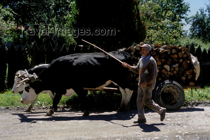 chile28: Rio Calle Calle valley, Valdivia, Los Ríos, Chile: man with oxen team and cart – rural scene - photo by C.Lovell - (c) Travel-Images.com - Stock Photography agency - Image Bank