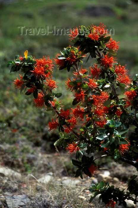 chile39: Torres del Paine National Park, Magallanes region, Chile: firebush flowers - Notro close up - Embothrium coccineum - Patagonian flora - photo by C.Lovell - (c) Travel-Images.com - Stock Photography agency - Image Bank