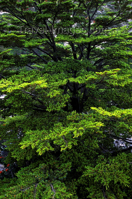 chile44: Torres del Paine National Park, Magallanes region, Chile: ñire, a low southern deciduous beech - Nothogagus Antarctica – Patagonian flora - photo by C.Lovell - (c) Travel-Images.com - Stock Photography agency - Image Bank