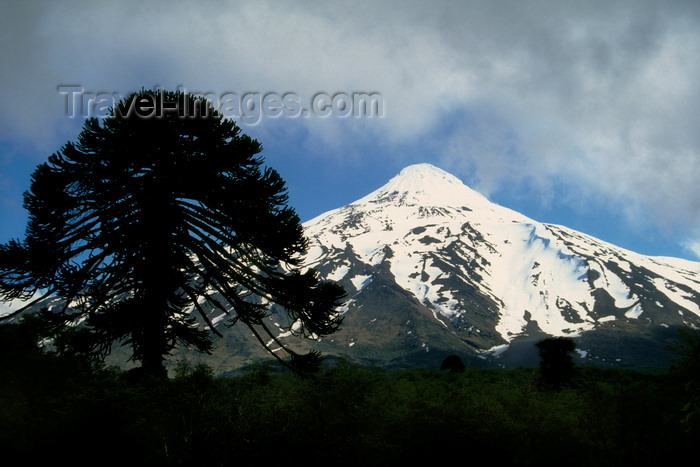 chile55: Villarrica Volcano National Park, Araucanía Region, Chile: Araucaria tree silhouette and snow covered Lanin Volcano - Araucaria Araucana - Lake District of Chile - photo by C.Lovell - (c) Travel-Images.com - Stock Photography agency - Image Bank