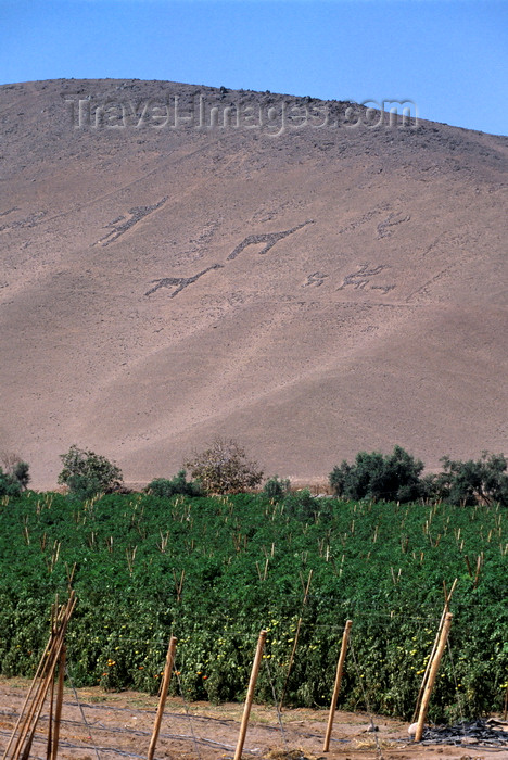 chile56: Atacama desert, Arica and Parinacota region, Chile: tomatoes grow below geoglyphs of Llamas and Spirits dating from 900 to 1300 AD - Geoglyphs of Chiza - Panamericana road - photo by C.Lovell - (c) Travel-Images.com - Stock Photography agency - Image Bank