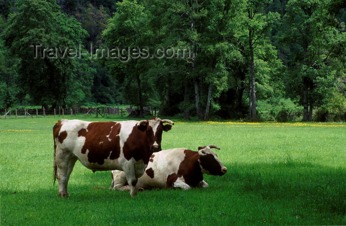 chile57: Puesco, Araucanía Region, Chile: beef cattle on lush pasture - Lake District of Chile - photo by C.Lovell - (c) Travel-Images.com - Stock Photography agency - Image Bank