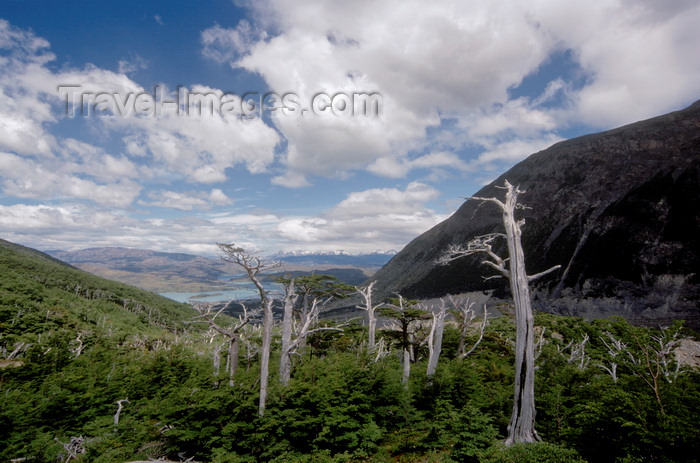 chile63: Torres del Paine National Park, Magallanes region, Chile: Lake Nordenskjöld and southern beech forest from the French Valley - ñire - photo by C.Lovell - (c) Travel-Images.com - Stock Photography agency - Image Bank