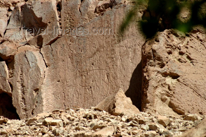 chile72: Chile - outside San Pedro de Atacama (Antofagasta region): petroglyph - lama - petroglifo - photo by N.Cabana - (c) Travel-Images.com - Stock Photography agency - Image Bank