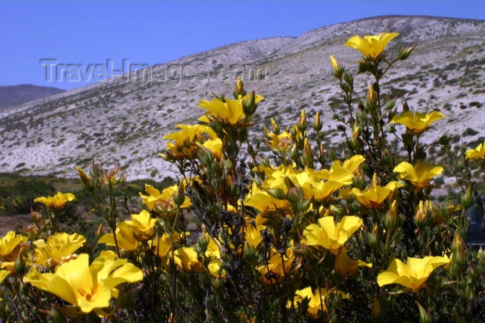 chile81: Chile - Atacama Desert: dunes and yellow flowers - Desierto Florido - dunas y flores amarillas - photo by N.Cabana - (c) Travel-Images.com - Stock Photography agency - Image Bank