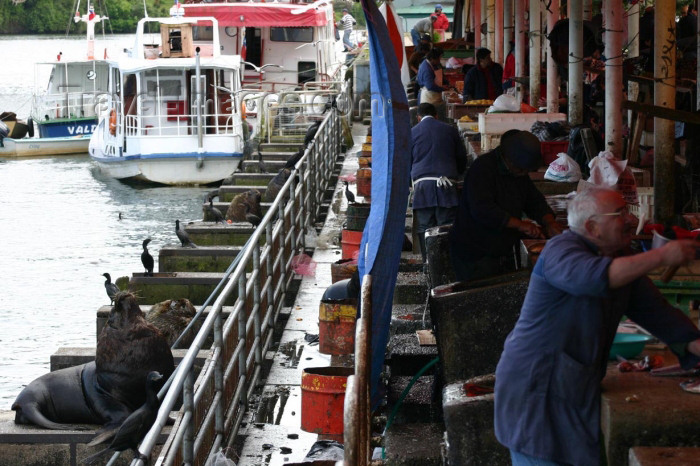 chile89: Valdivia, Los Rios, Chile: sea lion wating for a snack - fish market - photo by N.Cabana - (c) Travel-Images.com - Stock Photography agency - Image Bank