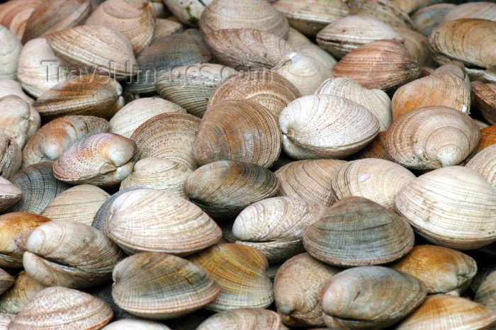 chile90: Valdivia, Los Rios, Chile: clams - fish market - sea food - photo by N.Cabana - (c) Travel-Images.com - Stock Photography agency - Image Bank