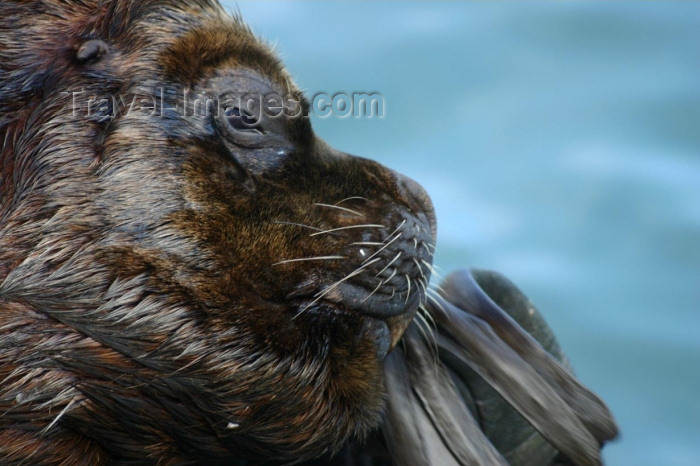 chile91: Valdivia, Los Rios, Chile: sea lion - face close-up - photo by N.Cabana - (c) Travel-Images.com - Stock Photography agency - Image Bank