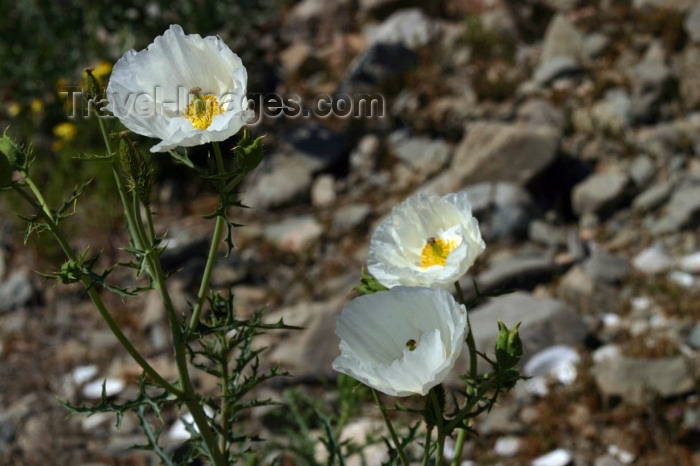 chile95: Chile - Desierto Florido, Llanos de Challe National Park, Atacama Region: white flowers - photo by N.Cabana - (c) Travel-Images.com - Stock Photography agency - Image Bank