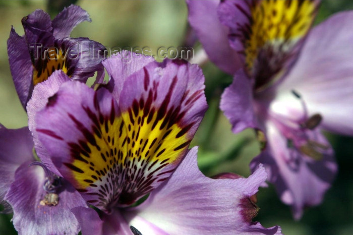 chile96: Chile - Desierto Florido, Llanos de Challe National Park, Atacama Region: flower close-up - photo by N.Cabana - (c) Travel-Images.com - Stock Photography agency - Image Bank