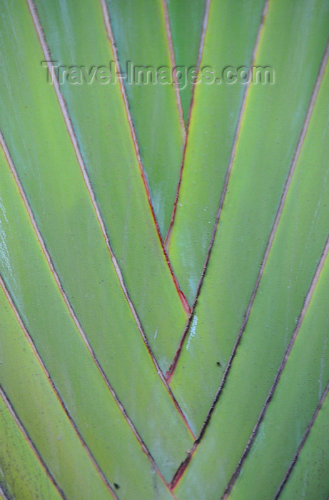 comoros28: Moroni, Grande Comore / Ngazidja, Comoros islands: Travellers Palm detail - Ravenala madagascariensis - photo by M.Torres - (c) Travel-Images.com - Stock Photography agency - Image Bank