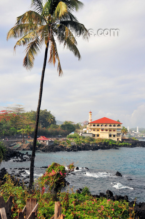 comoros32: Moroni, Grande Comore / Ngazidja, Comoros islands: the Corniche - coconut tree and Prince Said Ibrahim mosque - photo by M.Torres - (c) Travel-Images.com - Stock Photography agency - Image Bank