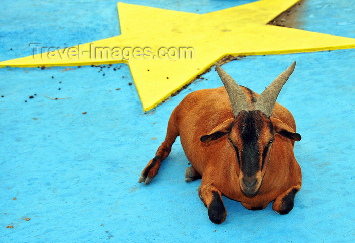 comoros61: Moroni, Grande Comore / Ngazidja, Comoros islands: goat and star - Place de l'Europe - photo by M.Torres - (c) Travel-Images.com - Stock Photography agency - Image Bank