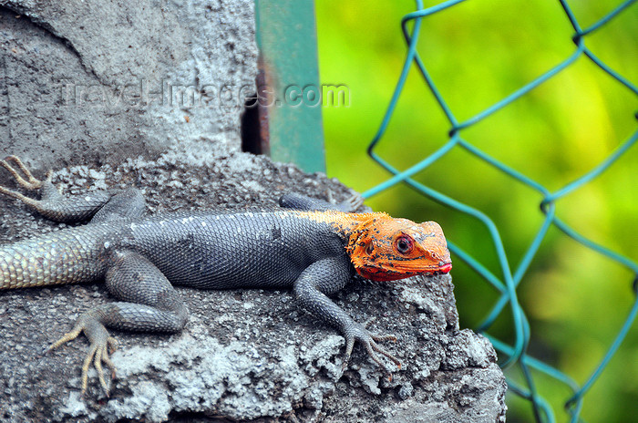 comoros81: Moroni, Grande Comore / Ngazidja, Comoros islands: lizard with orange head - photo by M.Torres - (c) Travel-Images.com - Stock Photography agency - Image Bank