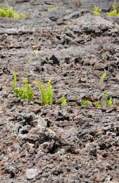 congo-dr14: Goma, Nord-Kivu, Democratic Republic of the Congo: ferns start to grow on the lava field from the Nyiragongo volcano - photo by M.Torres - (c) Travel-Images.com - Stock Photography agency - Image Bank