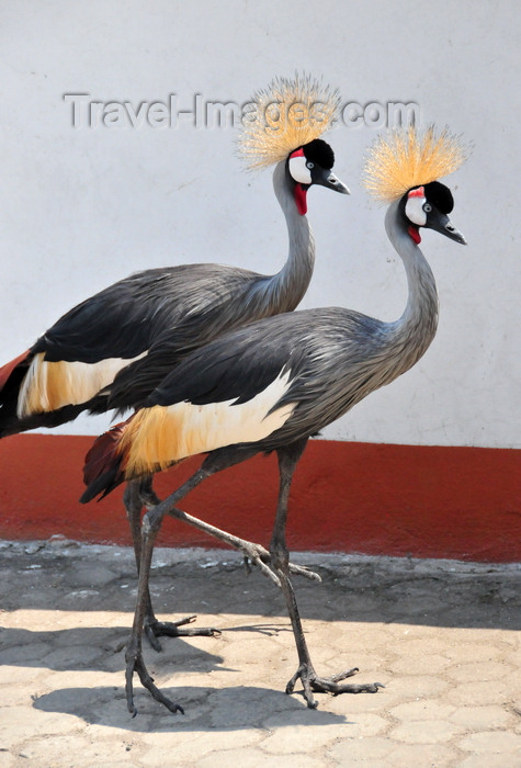congo-dr27: Goma, Nord-Kivu, Democratic Republic of the Congo: pair of Grey Crowned Cranes - Balearica regulorum gibbericeps - photo by M.Torres - (c) Travel-Images.com - Stock Photography agency - Image Bank