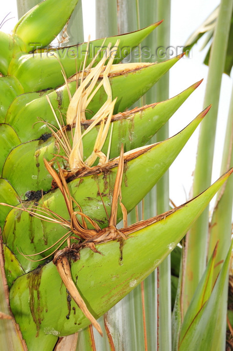 congo-dr28: Goma, Nord-Kivu, Democratic Republic of the Congo: flower of the Traveller's Tree - Ravenala madagascariensis - bird-of-paradise family - photo by M.Torres - (c) Travel-Images.com - Stock Photography agency - Image Bank