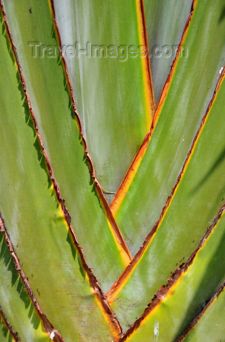 congo-dr29: Goma, Nord-Kivu, Democratic Republic of the Congo: Traveller's Tree detail - Ravenala madagascariensis - bird-of-paradise family - photo by M.Torres - (c) Travel-Images.com - Stock Photography agency - Image Bank