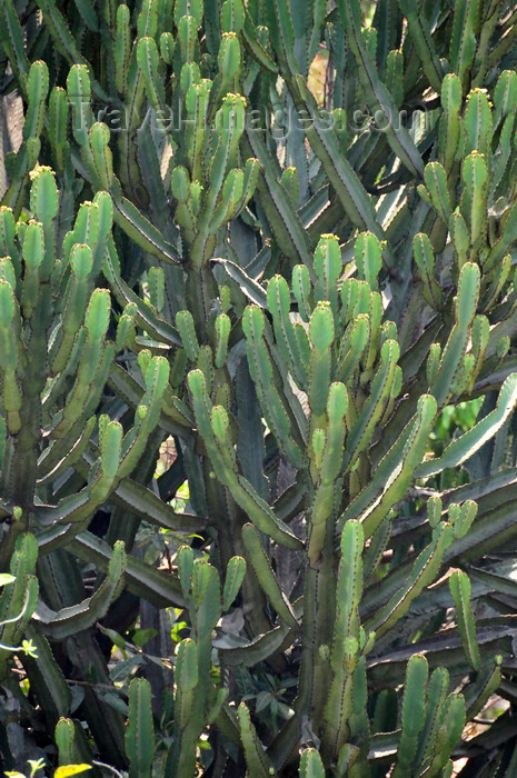 congo-dr32: Goma, Nord-Kivu, Democratic Republic of the Congo: large cactus-like succulent - Euphorbia - photo by M.Torres - (c) Travel-Images.com - Stock Photography agency - Image Bank