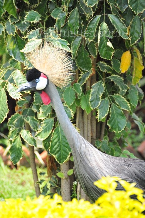 congo-dr35: Goma, Nord-Kivu, Democratic Republic of the Congo: Grey Crowned Crane in the vegetation - Balearica regulorum gibbericeps - photo by M.Torres - (c) Travel-Images.com - Stock Photography agency - Image Bank