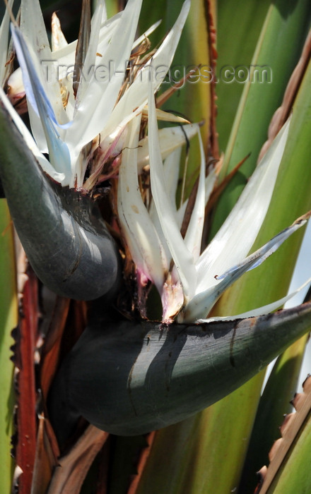 congo-dr36: Goma, Nord-Kivu, Democratic Republic of the Congo: flower detail of a Giant White Bird of Paradise aka Wild Banana - Strelitzia nicolai - Strelitziaceae - monocotyledonous flowering plant - inflorescence composed of a bract, sepals and a 'tongue' - photo by M.Torres - (c) Travel-Images.com - Stock Photography agency - Image Bank