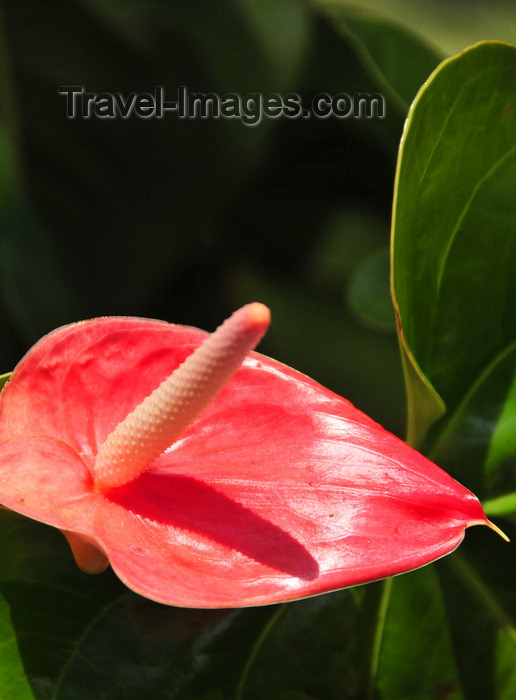 congo-dr37: Goma, Nord-Kivu, Democratic Republic of the Congo: red Anthurium - Flamingo Flower - photo by M.Torres - (c) Travel-Images.com - Stock Photography agency - Image Bank