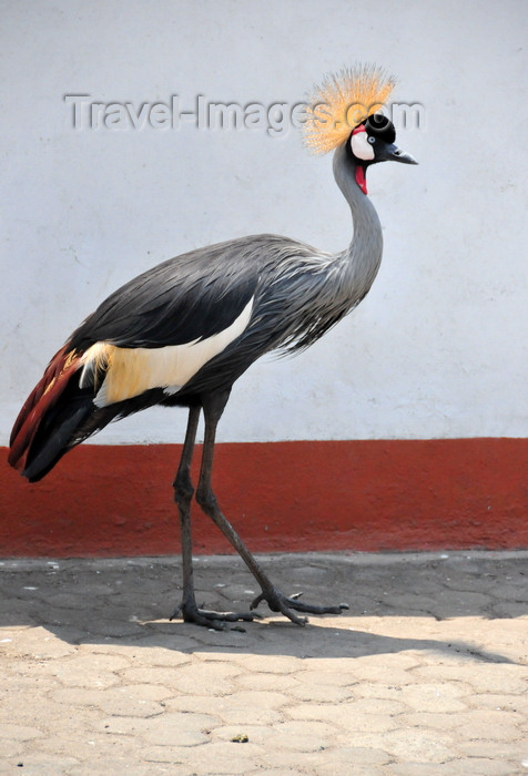 congo-dr39: Goma, Nord-Kivu, Democratic Republic of the Congo: Grey Crowned Crane - this bird is often used in Central Africa as a peacock would be in Europe - Balearica regulorum gibbericeps - photo by M.Torres - (c) Travel-Images.com - Stock Photography agency - Image Bank