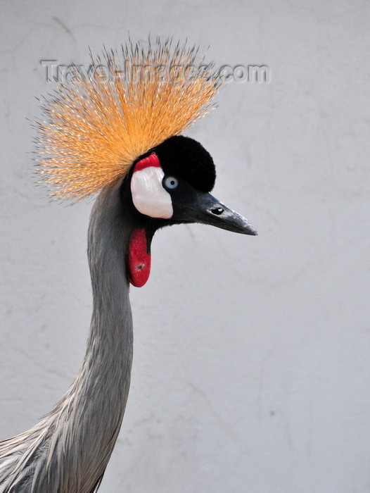congo-dr40: Goma, Nord-Kivu, Democratic Republic of the Congo: head close up of a Grey Crowned Crane - crown of stiff golden feathers and red gular sac - Balearica regulorum gibbericeps - photo by M.Torres - (c) Travel-Images.com - Stock Photography agency - Image Bank