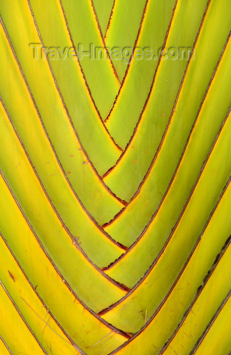 congo18: Brazzaville, Congo: detail of a travellers' palm - Ravenala madagascariensis - central part of the 'fan' - photo by M.Torres - (c) Travel-Images.com - Stock Photography agency - Image Bank