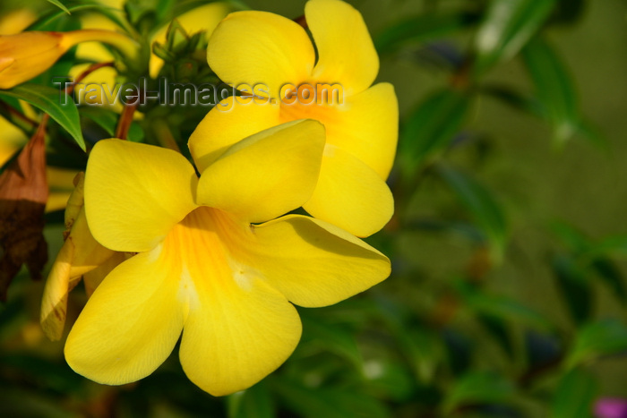 congo26: Brazzaville, Congo: common trumpetvine, yellow bell flowers, golden trumpet (Allamanda cathartica) - photo by M.Torres - (c) Travel-Images.com - Stock Photography agency - Image Bank