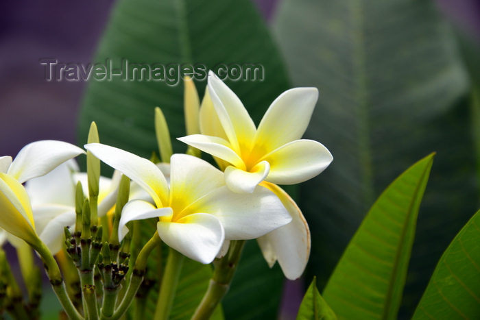 congo39: Brazzaville, Congo: white frangipani flowers on the tree - Plumeria alba - photo by M.Torres - (c) Travel-Images.com - Stock Photography agency - Image Bank