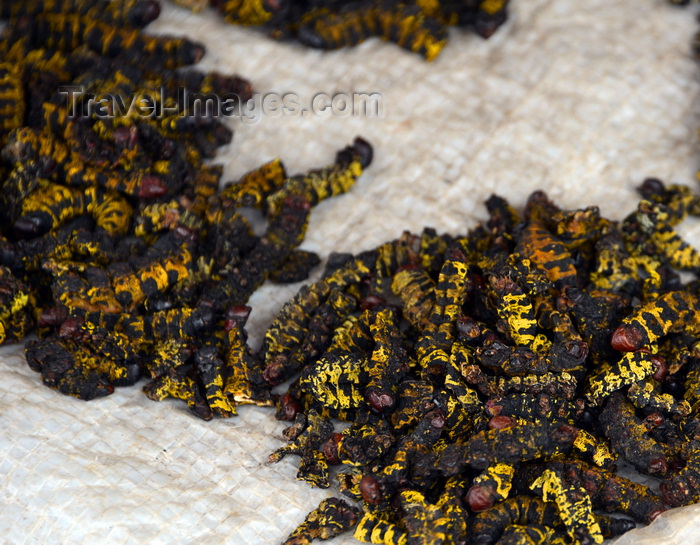 congo61: Brazzaville, Congo: caterpillars for sale - these black and yellow insect larvae are appreciated as snacks - market stall on Rue de Maya-Maya - photo by M.Torres - (c) Travel-Images.com - Stock Photography agency - Image Bank