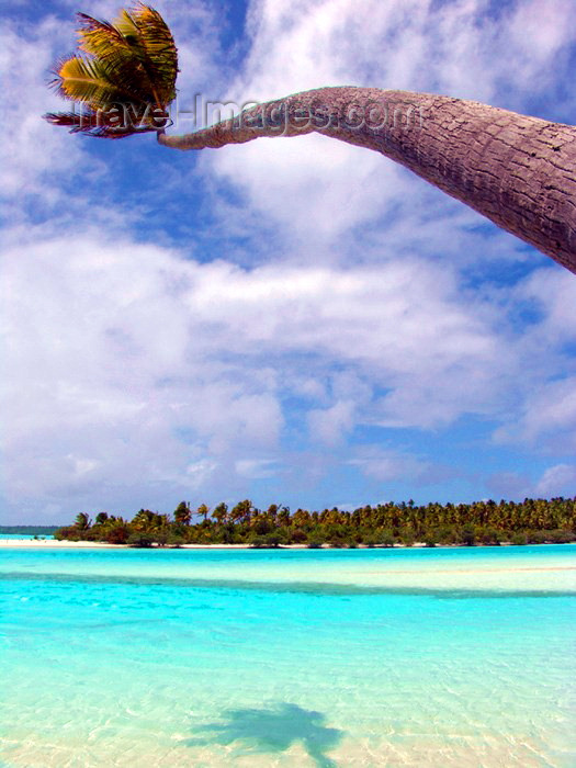 cook10: Cook Islands - Aitutaki atoll / Araura / Ararau / Utataki: palm tree bends over the water - photo by B.Goode - (c) Travel-Images.com - Stock Photography agency - Image Bank
