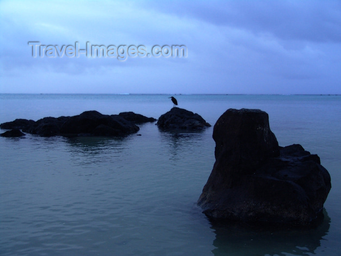 cook2: Cook Islands - Aitutaki island: bird on rock in lagoon - photo by B.Goode - (c) Travel-Images.com - Stock Photography agency - Image Bank