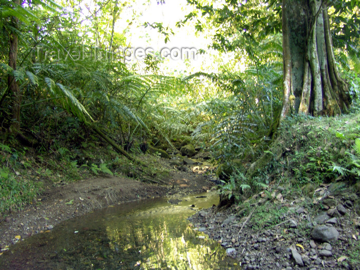 cook20: Cook Islands - Rarotonga island: creek in the rainforest - photo by B.Goode - (c) Travel-Images.com - Stock Photography agency - Image Bank