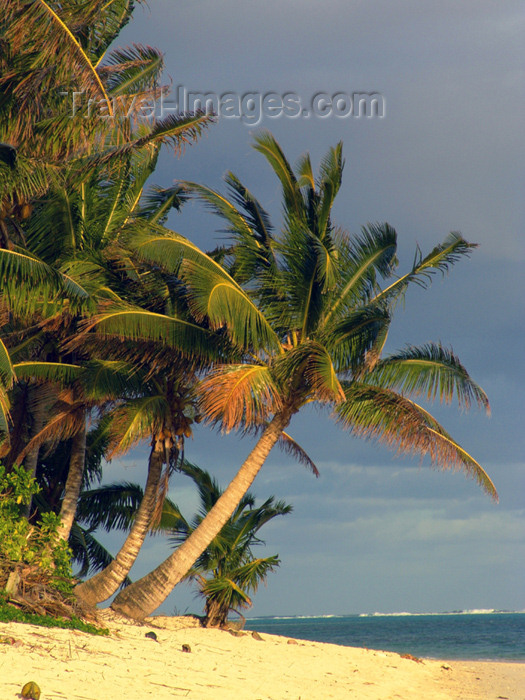 cook25: Cook Islands - Rarotonga island: palm tree on Titikaveka beach - photo by B.Goode - (c) Travel-Images.com - Stock Photography agency - Image Bank