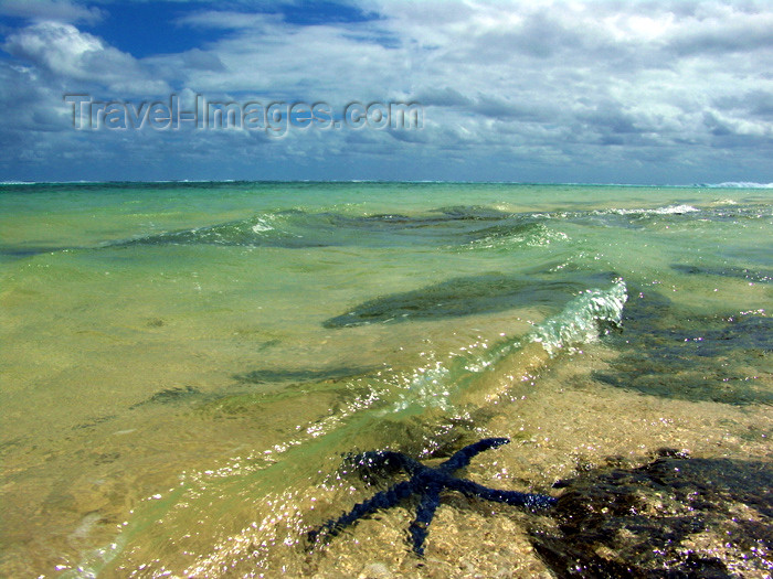cook27: Cook Islands - Rarotonga island: starfish in shallow water - beach - photo by B.Goode - (c) Travel-Images.com - Stock Photography agency - Image Bank