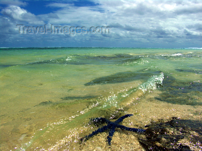 cook27: Cook Islands - Rarotonga island: starfish in shallow water - beach - photo by B.Goode - (c) Travel-Images.com - Stock Photography agency - Image Bank