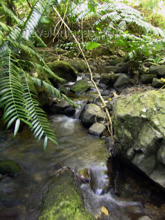 cook28: Cook Islands - Rarotonga island: stream - rainforest - photo by B.Goode - (c) Travel-Images.com - Stock Photography agency - Image Bank