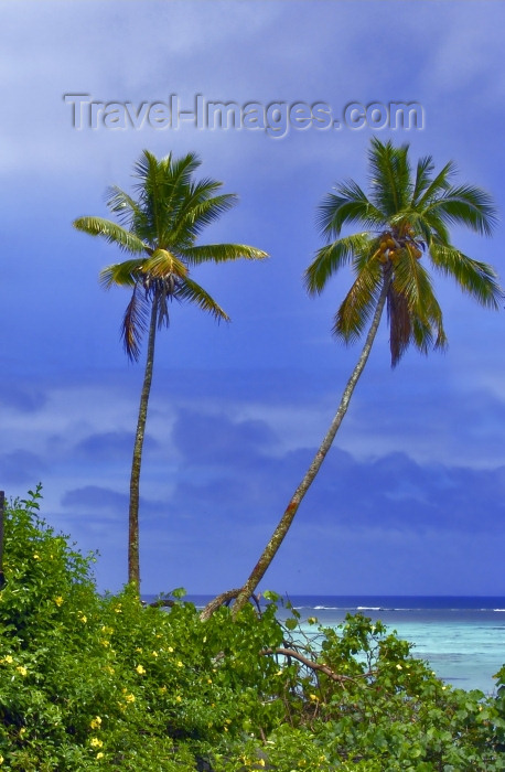 cook51: Cook Islands - Aitutaki: palmtrees - photo by B.Goode - (c) Travel-Images.com - Stock Photography agency - Image Bank