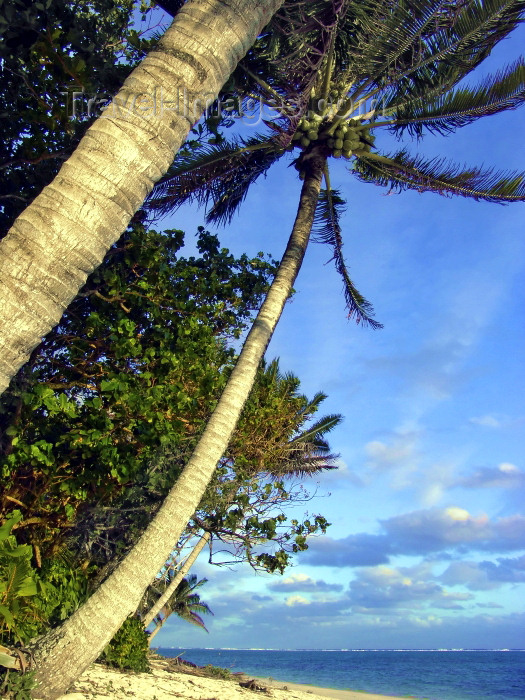 cook58: Cook Islands - Aitutaki: coconut trees over the beach - photo by B.Goode - (c) Travel-Images.com - Stock Photography agency - Image Bank