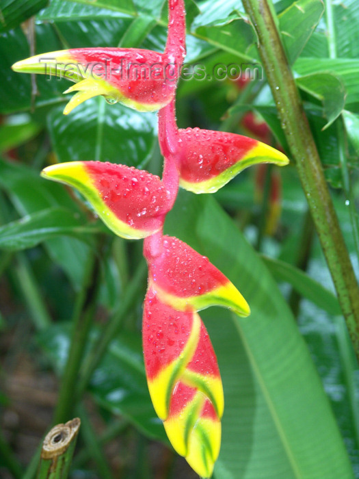 cook7: Cook Islands - Aitutaki island: Hanging Heliconia / Lobster Claw / parrot's beak flower Heliconia rostrata - Bihai rostrata, Heliconia poeppigiana - exotic flower with dew - flor exotica - orvalho - photo by B.Goode - (c) Travel-Images.com - Stock Photography agency - Image Bank