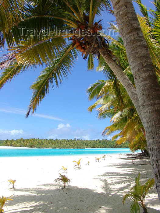 cook9: Cook Islands - Aitutaki island: palm tree and beach on One Foot Island / Tapuaetai - palm-fringed beach - photo by B.Goode - (c) Travel-Images.com - Stock Photography agency - Image Bank