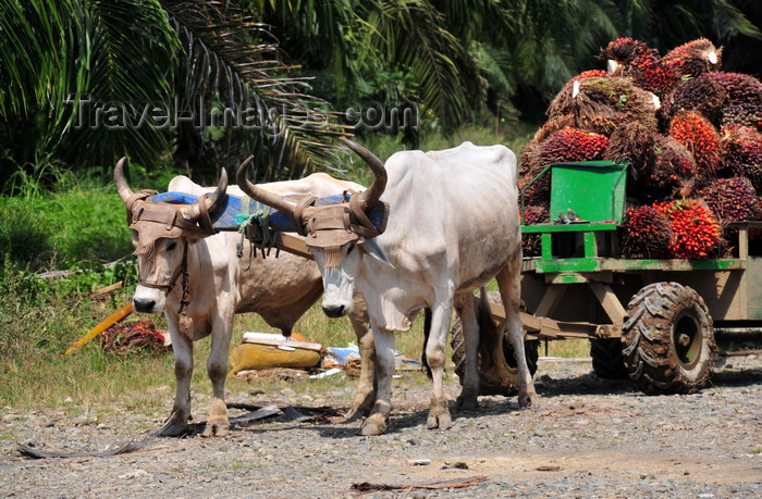 costa-rica101: Parrita, Puntarenas province, Costa Rica: oxcart - fruit of the Arecaceae Elaeis oil palm on thw way to a palm oil factory - photo by M.Torres - (c) Travel-Images.com - Stock Photography agency - Image Bank