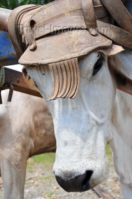 costa-rica102: Parrita, Puntarenas province, Costa Rica: ox with hat - photo by M.Torres - (c) Travel-Images.com - Stock Photography agency - Image Bank