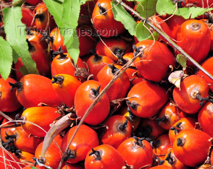 costa-rica103: Parrita, Puntarenas province, Costa Rica: fruit of the Arecaceae Elaeis oil palm, used for palm oil production - photo by M.Torres - (c) Travel-Images.com - Stock Photography agency - Image Bank