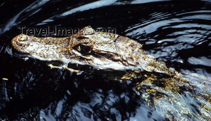 costa-rica11: Costa Rica: caiman swimming - Caiman crocodilus - photo by W.Schipper - (c) Travel-Images.com - Stock Photography agency - Image Bank